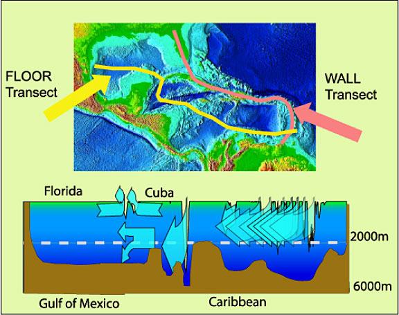 Current flow in the Gulf of Mexico