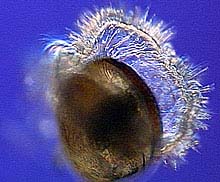 A larval mussel 