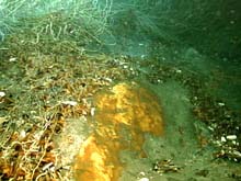 tubeworms and mussels on top a hydrate mound