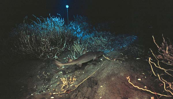 shark swimming among the tubeworms