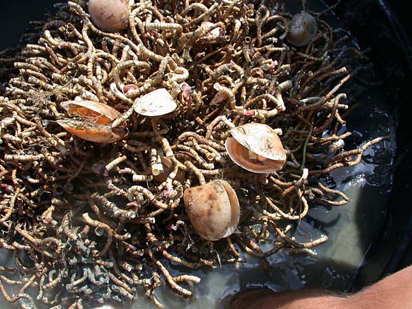 tubeworm bush with lots of Acesta bullisi