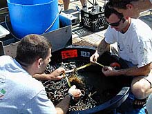 sorting through the tubeworm bush on the deck