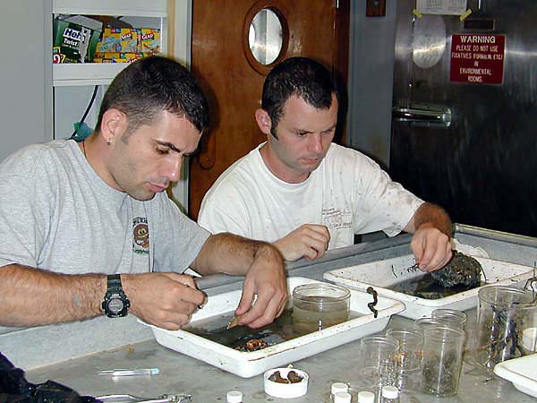 sorting the animals from the tubeworm bush