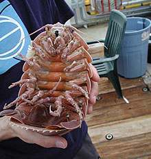 underside of a giant isopod