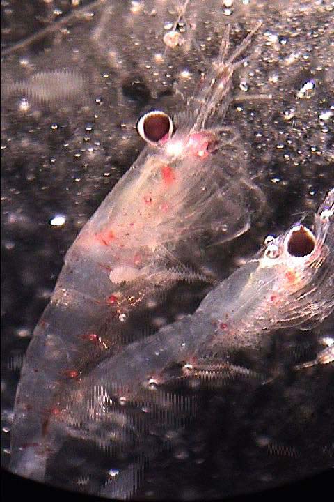 Krill