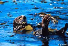 Sea Otters