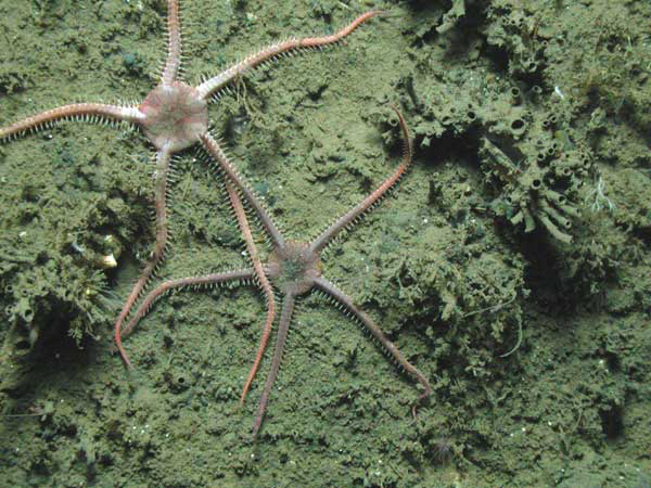 Brittle stars