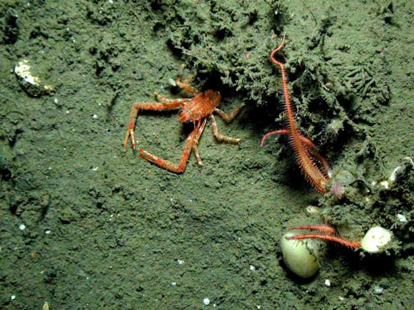 Squat lobster