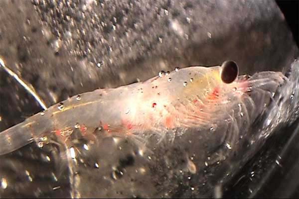 Krill