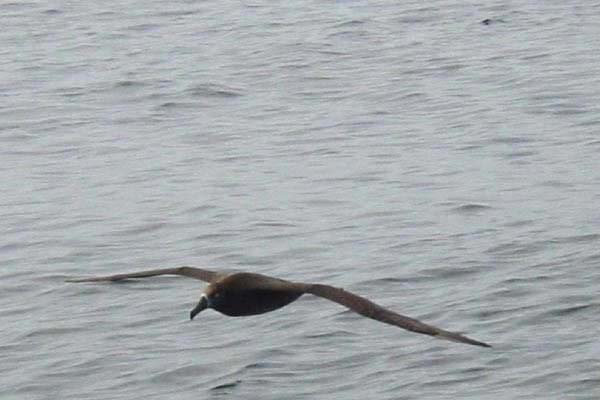 Black-footed Albatross