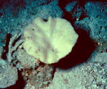 sponge Discodermia dissoluta