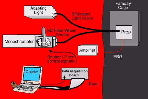 electrophysiology apparatus