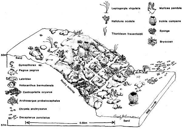 Shelf Edge and Upper Slope Reefs