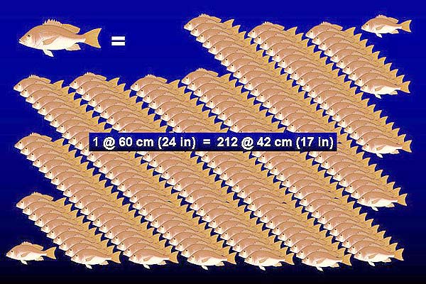 image of large vs small fish egg production