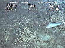 Coral Hake among Lophelia coral