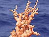 A beautiful pale orange coral