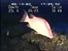 hogfish video