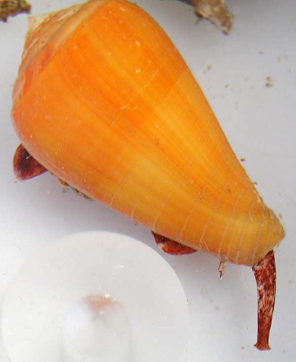 cone shell