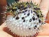 tiny spiny puffer fish