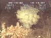 Glass sponge with zooanthids