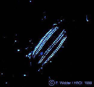 a comb jelly of the genus, Euplokamis