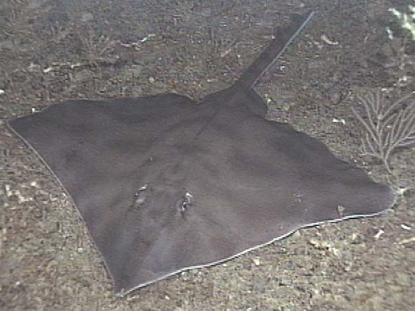 Unidentified skate or ray