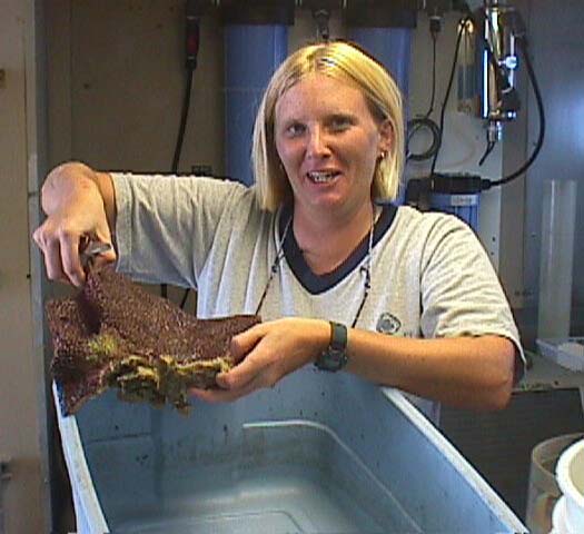 Stinking Sponge from St. Augustine Scarp