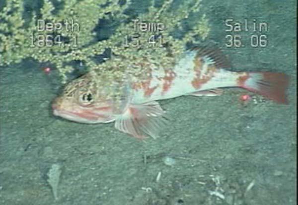 adult blackbelly rosefish