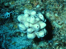 Discodermia - Deep water sponge