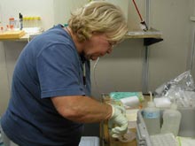 Jane Thompson, preparing a sample of Acarnus for DNA extraction