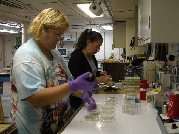 Acarnus sp. plated on petri dishes for cell culture