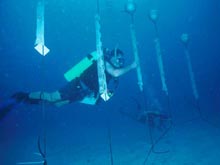 Experimental aquaculture farm of deep-water sponges