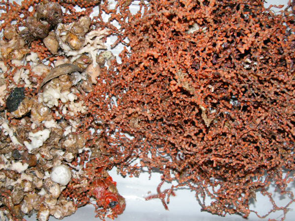 Various sponges and octocorals collected during the Deep Sea Medicines 2003 Expedition.