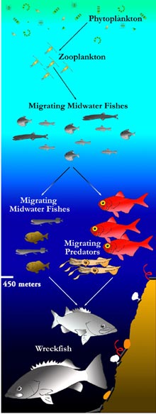 Charleston Bump food web