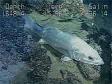 Closeup of a wreckfish on the Charleston Bump