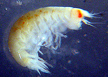 Amphipod.