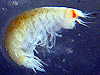 A close-up view of an Amphipod.