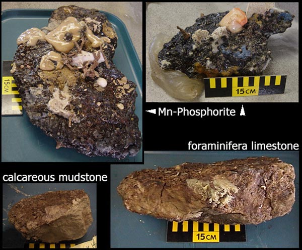 Various rocks collected during the Charleston Bump Expedition