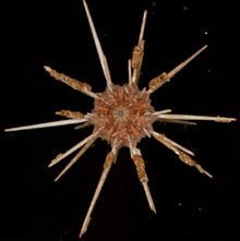 A pencil urchin collected, with tubeworms attached to its spines.