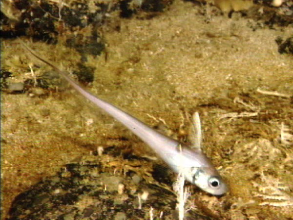 A grenadier or "rattail" hovers near the bottom.