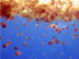 Sargassum