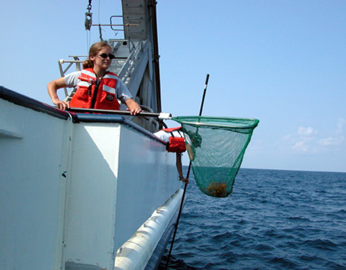 Dipnetting to catch flyingfish