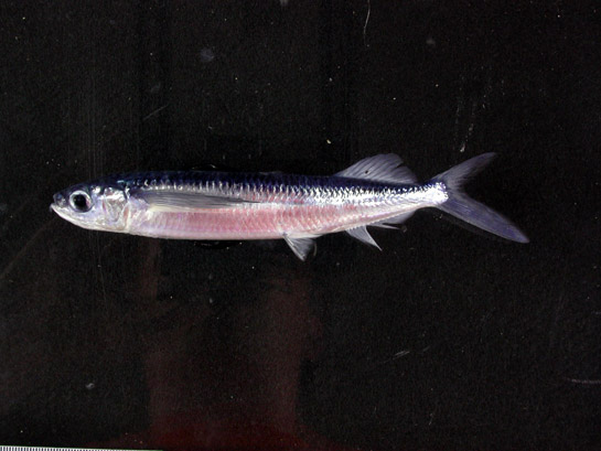 Small wing flyingfish, Oxyporhamphus micropteru