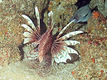 lionfish