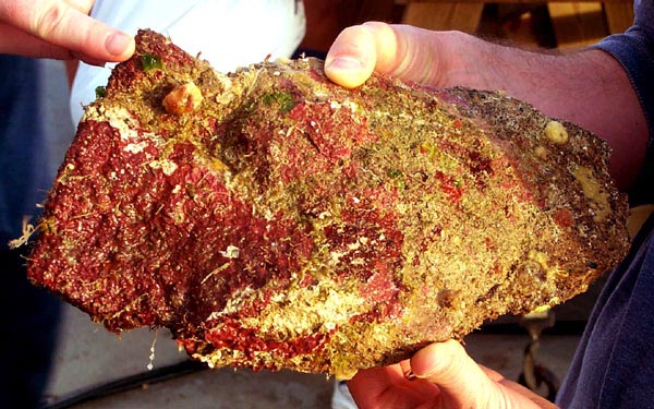 Rock sample covered with red colored bacterial mats 