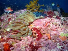 Giant Anemone