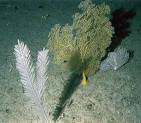 Octocorals (Callogorgia sp. and Narella sp.) flank a yellow gorgonian, Acanthogorgia striata