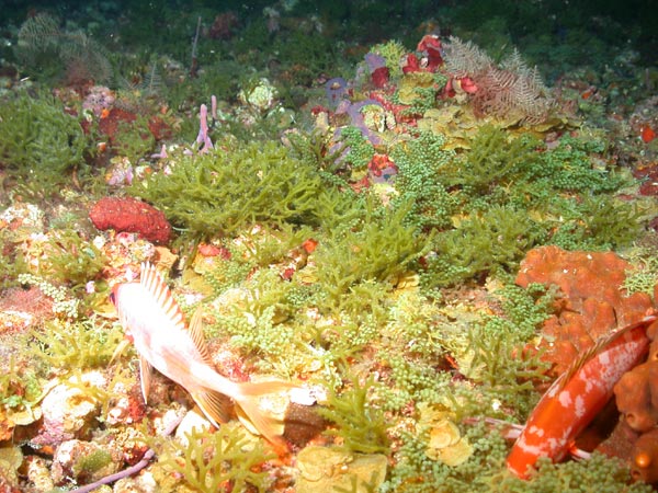 Deep bank dominated by green algae