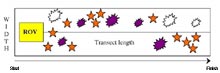 Belt Transects Example