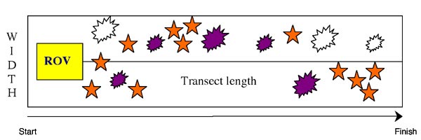 Belt Transects Example